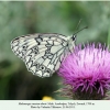 melanargia russiae eberti talysh male 4